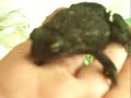 African Toad (Bufo regularis)
