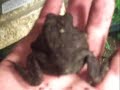 African Toad (Bufo regularis)