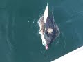 Halibut and Humpback whales