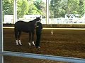 Western Halter class-