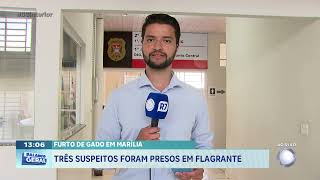Furto de gado em Marília: três suspeitos foram presos em flagrante