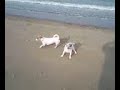 Jackie en Jillie in Zeeland (Port Greve)