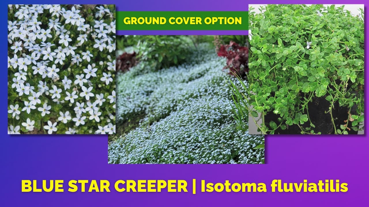 Best Perennial Ground Cover with Blue Flowers