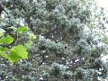 spider making web in time lapse