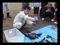 ユメゴンドウの骨格掘り上げ見学・学習会その2