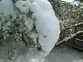 Snow Crystals