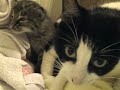 Baby Bobcat Episode 3 Baby Bobcat Episode 3