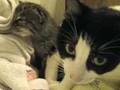 Baby Bobcat Episode 3