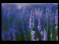 Experience Provence Tour