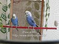 Pascalh74 - Darcy and Liz