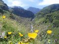 Hautes Pyrénées-fleurs A La Montagne- 2