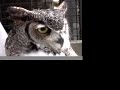 Tex the Great Horned Owl (by TagTooga.com)