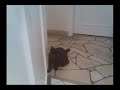Cat  vs Bathrobe
