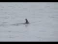 requin blanc dans le st-laurent requin blanc dans le st-laurent