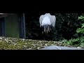 houtduif verlaat dak vertikaal