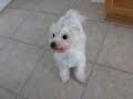 Maltese eating raw beef.