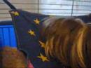 Unsere Meeris und ihre H�ngematte - guinea-pigs and hammock