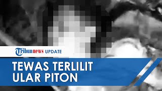 Video Detik-detik Siswa SMP Ditemukan Tewas Dililit Ular 7 Meter di Sulawesi, 2 Lainnya Ikut Digigit