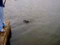 Bowfishing Rend Lake
