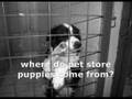 QUESTIONS TO ASK YOUR DOG- THE DOG LIBERATOR