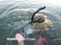 WildWeekendTV.com:  Swimming With Manatees
