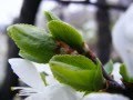 Spring-Is-Here-Clean
