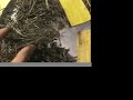 Cancer Recovery -- A Chinese Herbal Prescription  Cancer Traditional Chinese Medicine