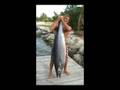 Monster WAHOO ! !