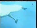 Dolphin birth ????? ??????????