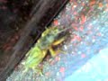 mole cricket