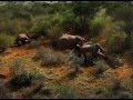 WHITE GOLD Trailer - a Kenyan perspective on elephant poaching and the ivory trade