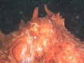 Octopus Encounter
