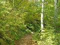 白神山地裡, 風的聲音(The foliage in the wind at Shirakami Mt.)