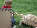 videos de sam&mrturtle.MPG