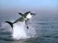 Great White Shark Great White Shark