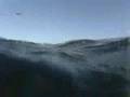 Great White Shark