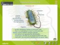 Prokaryotic And Eukaryotic Cells
