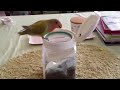 Click here to watch this video ウサギの餌を食べるコザクラインコ