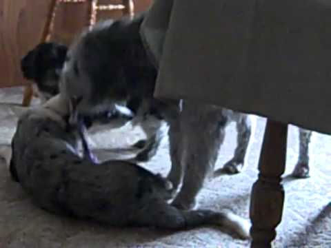 Christmas Morning Dog Party