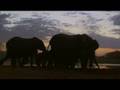 WOW! ELEPHANTS!