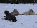 Bearded collies: fun in the snow