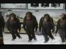 die step affen O_o die step affen O_o