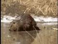 Beavers!  by Michael Paik (2005)