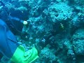 Clown Fish Attack!