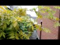 Immobilien Köln - Doppelhaushälfte in Köln Humboldt-Gremberg.