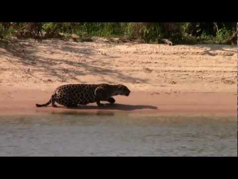Kill - This is a piece of footage my younger brother filmed of a Jaguar stalking and killing a female Capybara on the shores of the river Cuiaba in Mato Grosso, Bra...