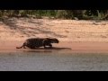 Jaguar Stalks And Catches Capybara