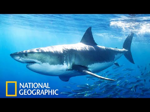 Акулы. National Geographic