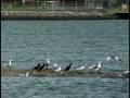 NYC Audubon: Engaging Conservation Across the Five Boroughs