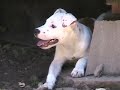 our new dog